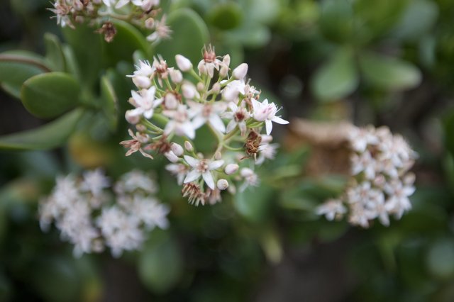Delicate White Jade Plant Flowers in Bloom