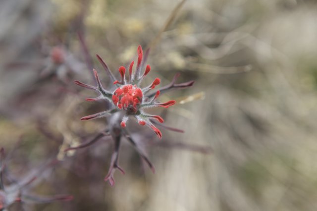 Red Flower Sprouting in the Desert