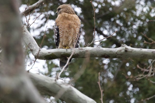 Red-shouldered Hawk Perched on Birch Branch