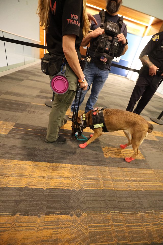 K9 Police Dog in Red Booties at Indoor Event