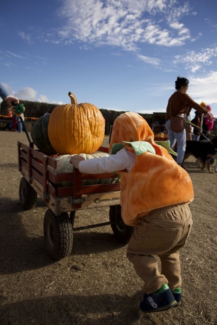 Pumpkin Harvest Adventure