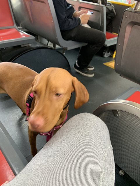 Doggy Bus Companion