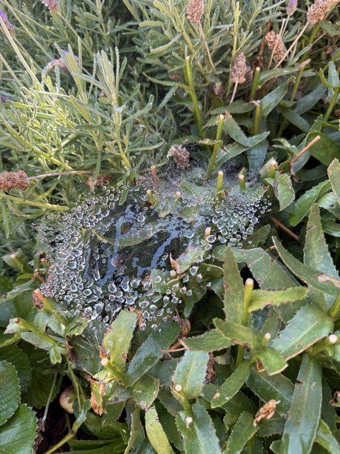 A Delicate Web of Nature