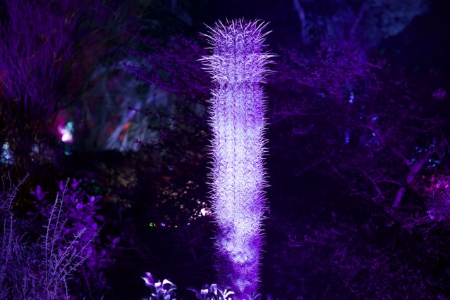 Enchanted Spire