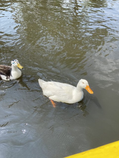 Two Ducks Enjoying a Swim in Lago de Xochimilco