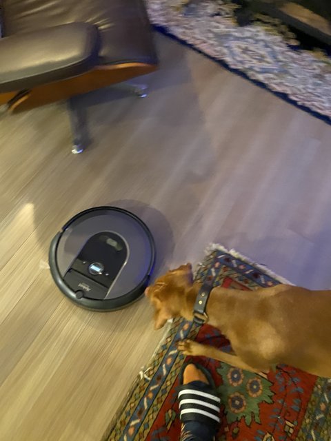 Curious Canine and the Robot Vacuum
