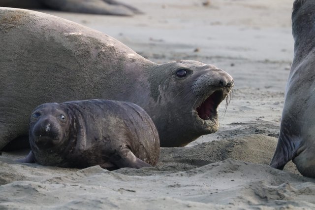 Elephant Seal Pup and Adult at Drakes Beach