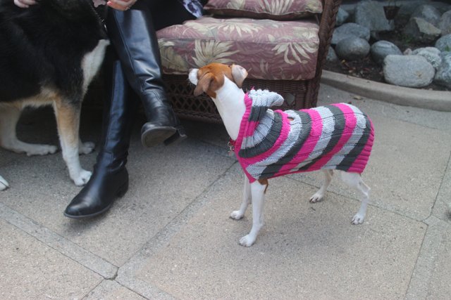 Stylish Pup in Pink and Black