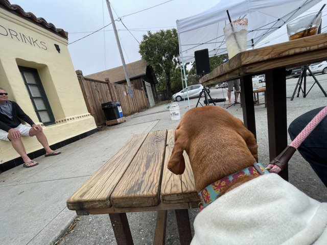 Canine Companion on a Wooden Bench