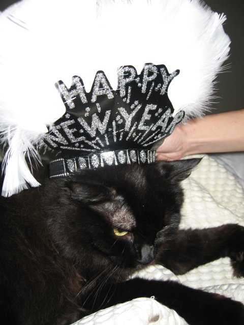A Purrfect New Year