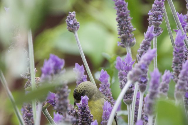 Lavender Visitor