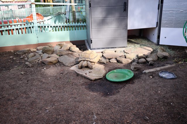 Tortoise Enclosure at Fantasyland Attraction