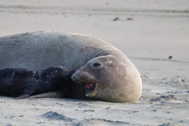 Elephant Seal Resting on Drakes Beach Shore