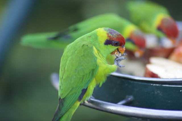 Green Parakeet Enjoying a Snack