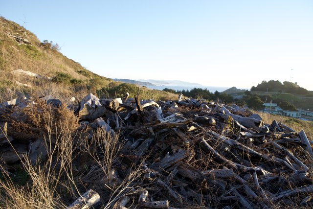 Wood Pile on a Hillside