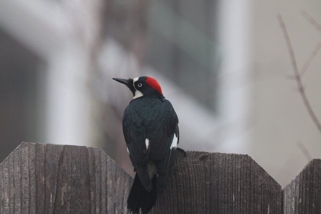 Acorn Woodpecker Perched on Weathered Wooden Fence