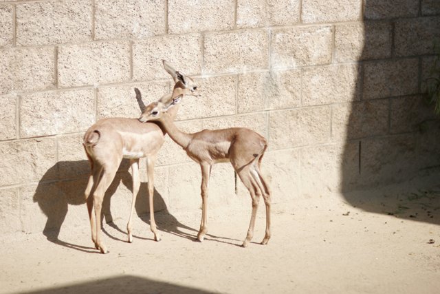 Graceful Gazelles at the Zoo