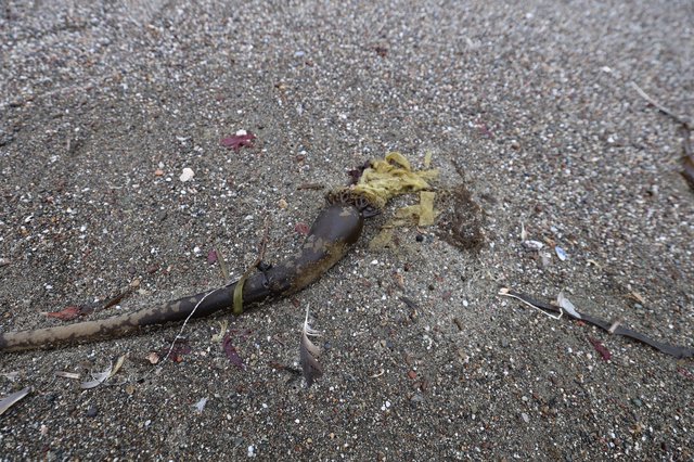 Washed Ashore: Kelp Stipe on Sandy Beach
