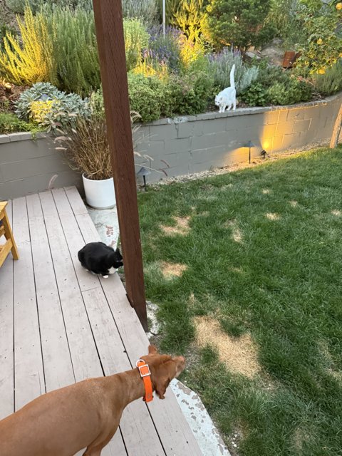 Backyard Adventures at Sunset