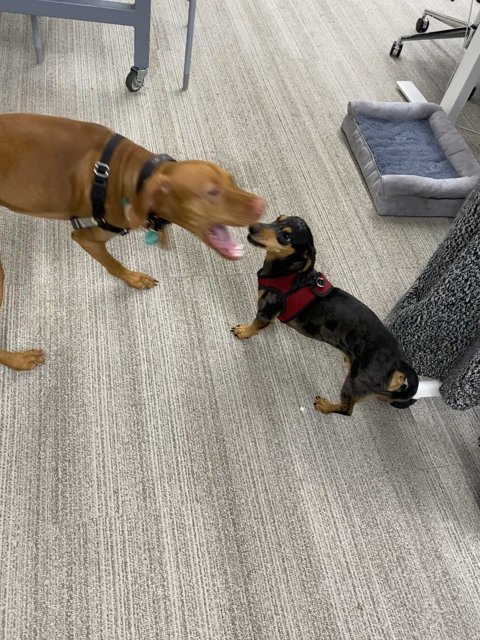 Office Pals