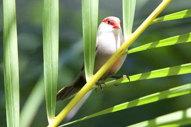 Peeking Through Paradise: A Finch at Honolulu Zoo