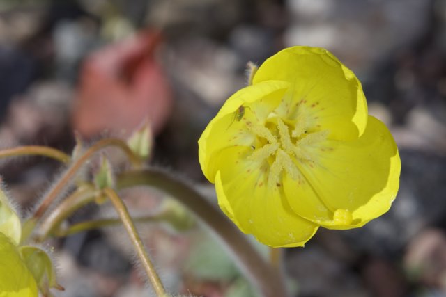 Radiant Yellow Geranium