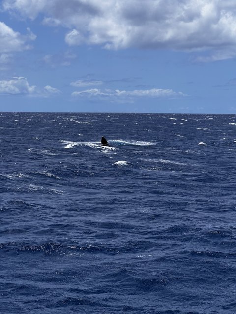 Majestic Humpback Whale in the North Pacific Ocean