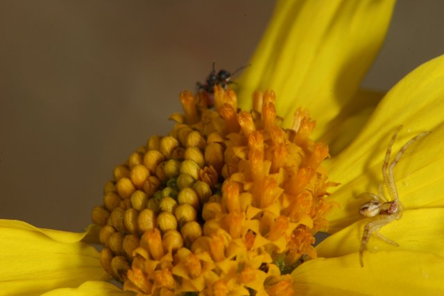Garden Spider and Yellow Daisy