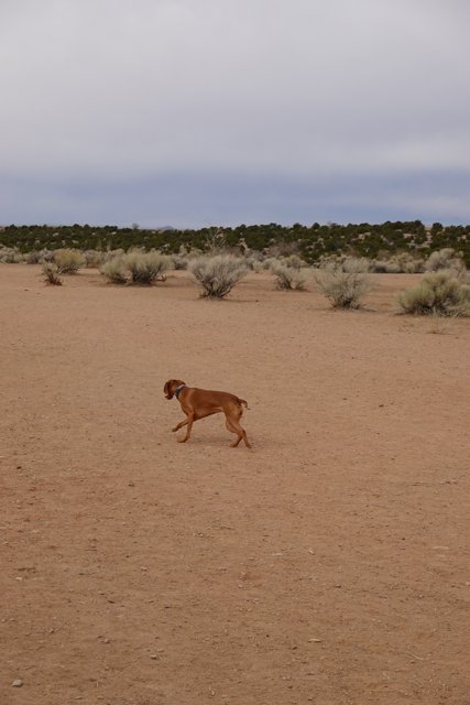 Dog on the Run in the Santa Fe Desert