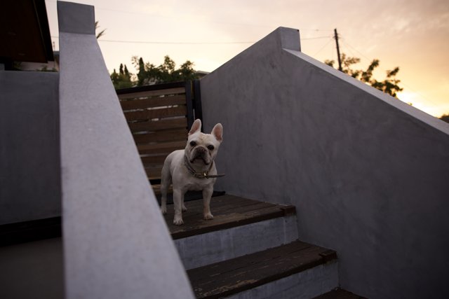 The Watchful Guardian in LA