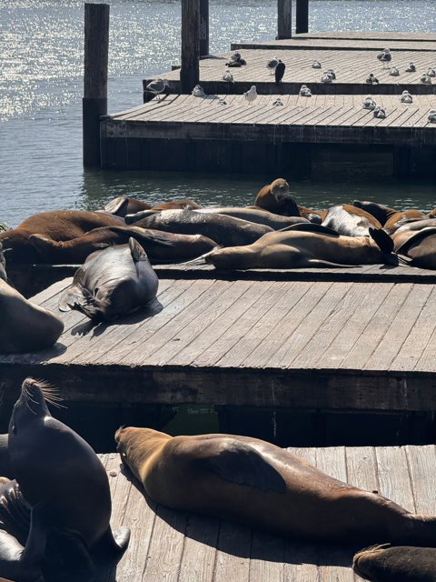 Basking Sea Lions at San Francisco Bay