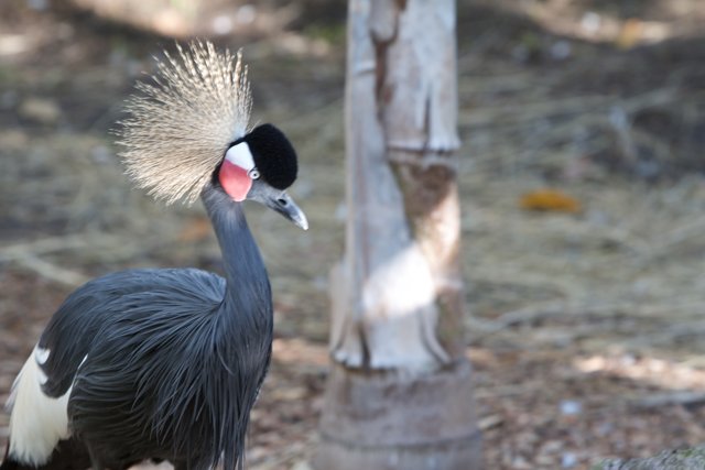 Mohawked Crane in the Wild