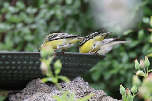 Two Yellow Finches Drinking from Garden Bird Bath
