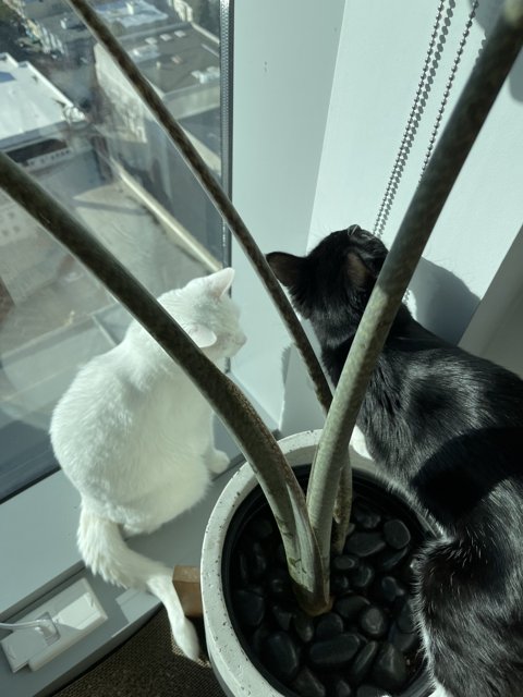 Window-Sitting Feline Companion