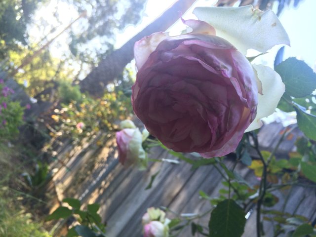 Pretty Pink Rose Blooms Amidst White Picket Fence