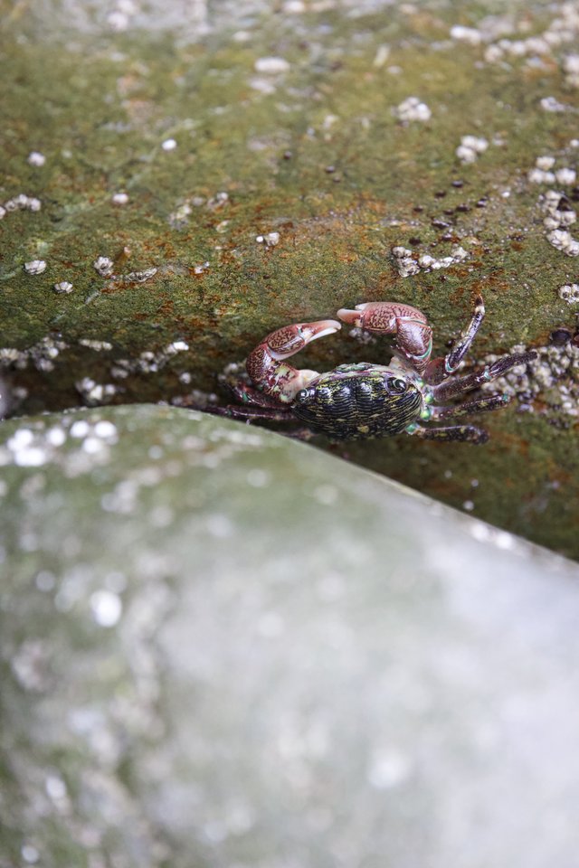 Shore Crab Perched Between Barnacle-Covered Rocks