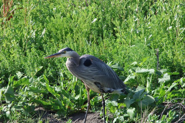Great Blue Heron Hunting in Wetland Vegetation