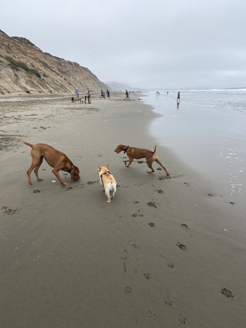 Playtime at the Beach