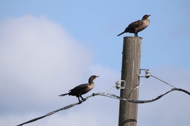 Double-Crested Cormorants Perched on Utility Pole at Sunset