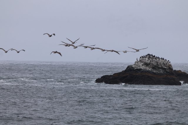 Pelicans in Flight Over Pacific Coastal Rock