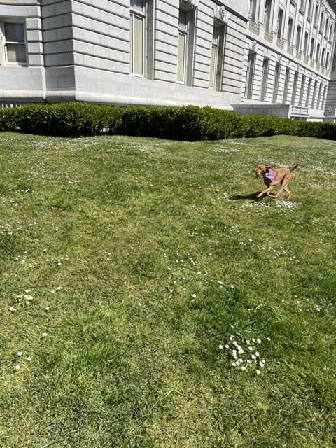 Happy Pup in Front of San Francisco City Hall