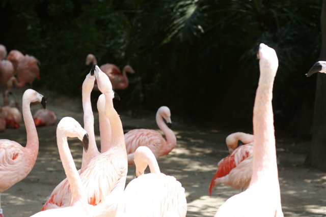 A Flamingo Flock in the Field