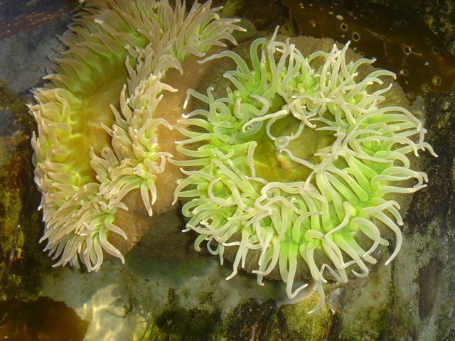 Green and White Sea Anemone in the Coral Reef