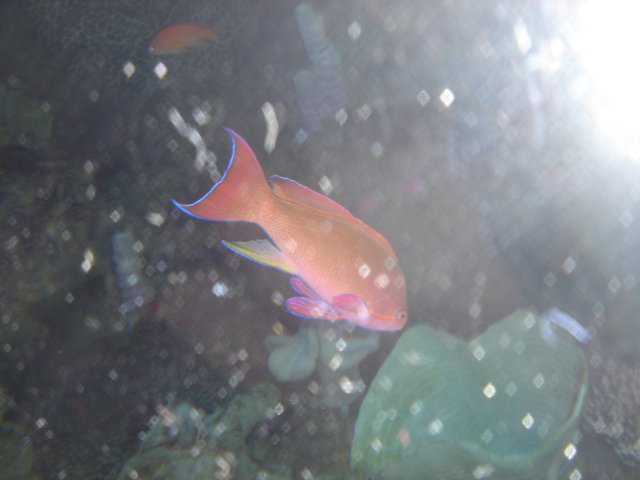 Golden Fish in the Aquatic World