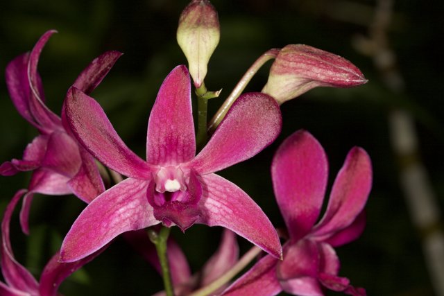 Pink Orchid in Dark