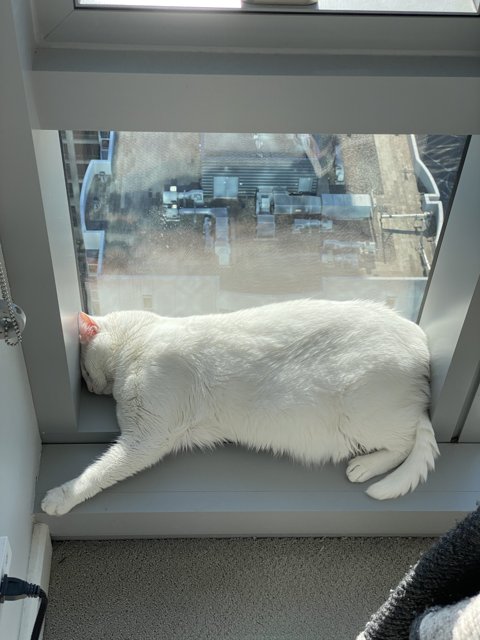 Contented Cat on San Francisco Windowsill