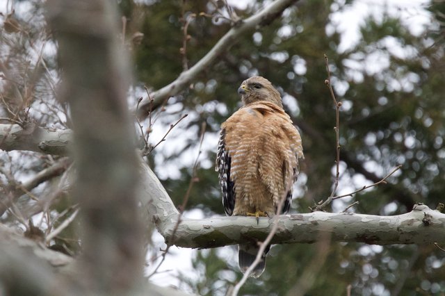 Red-Shouldered Hawk Perched on Winter Branch