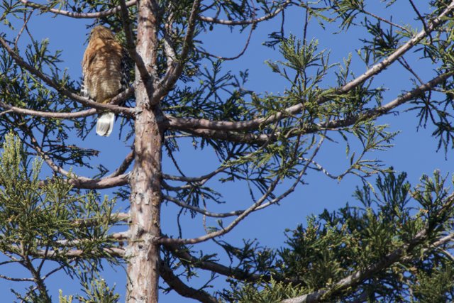 Encounter with the Accipiter