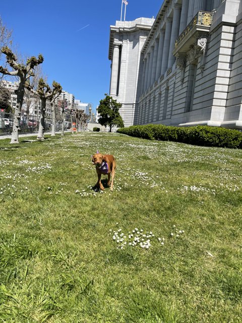 Playful Pup at City Hall