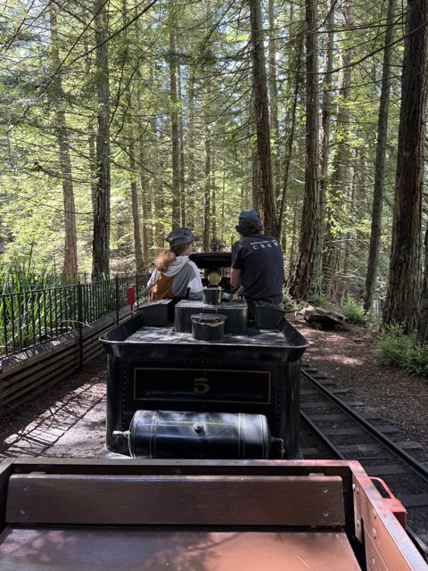Journey Through the Redwood Forest
